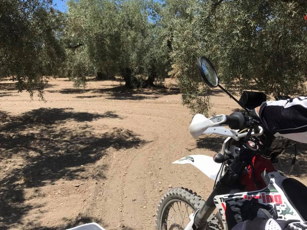 Riding the motorcycles through the olive groves